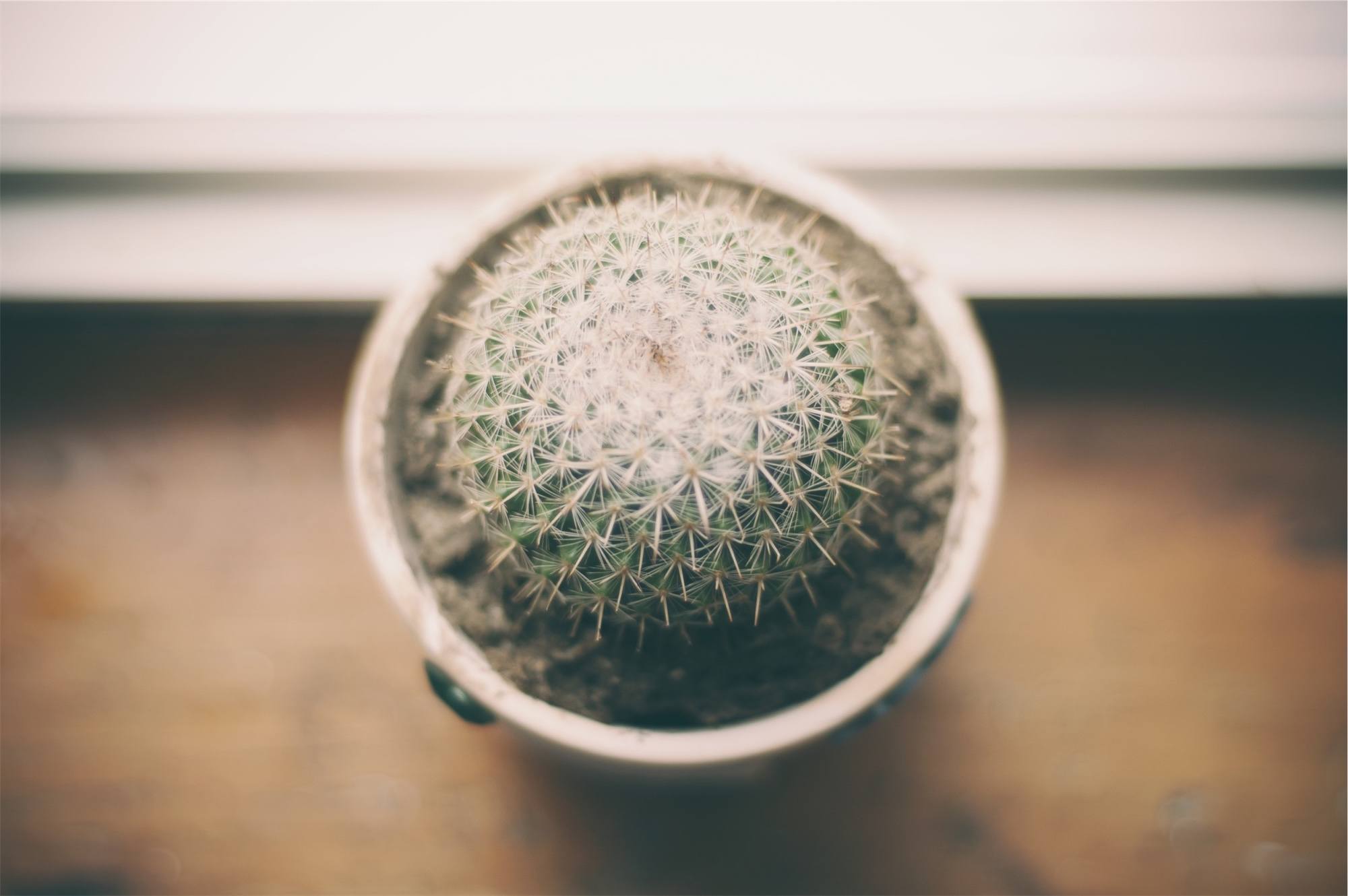 a close up of a bowl